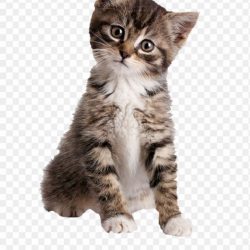 Vijfde sirene Klant Gratis Kittens – Op zoek naar een kitten in de buurt?