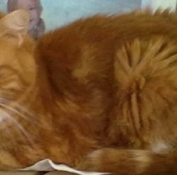 garfield2~2