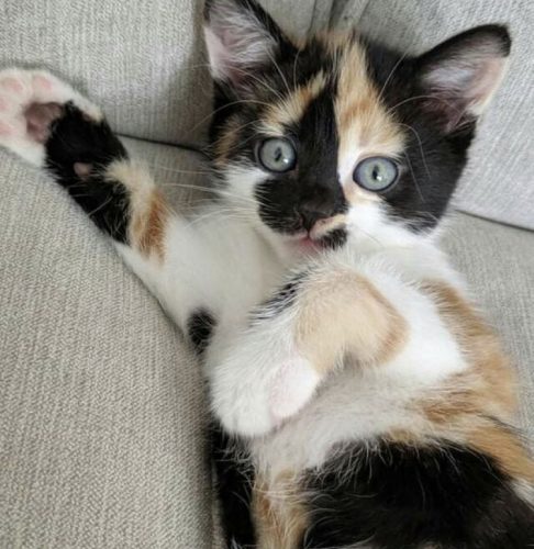 1-2 kittens gezocht liefst meisjes