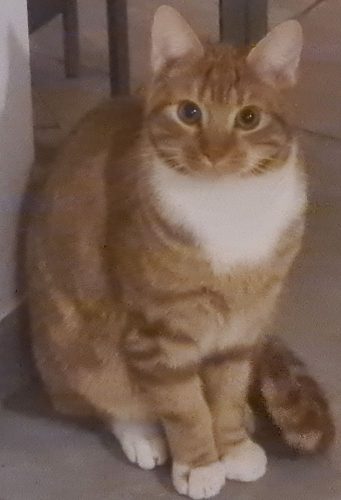 Aangeboden ! Schatje van een katje