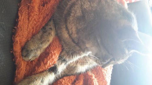 Gezin heeft een warm nest voor 2 kittens!