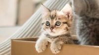 1kattin