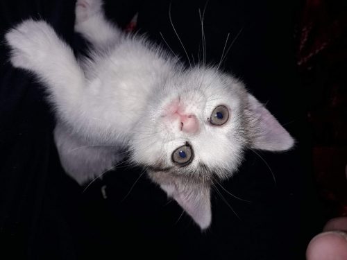 Kitten gezocht regio Antwerpen