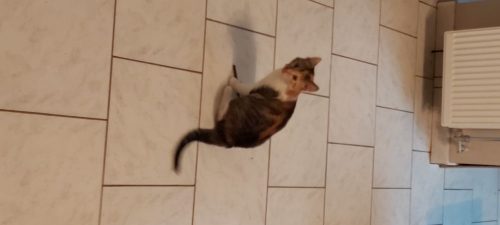 Gratis Kitten 3 a 4 maand.