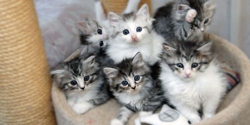Kitten gezocht