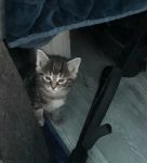 Kitten zoekt gouden mandje