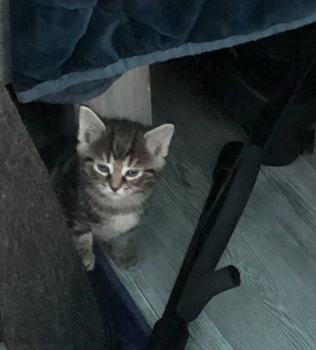 Kitten zoekt gouden mandje