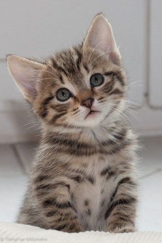 Kater/kattin van ongeveer 1 jaar