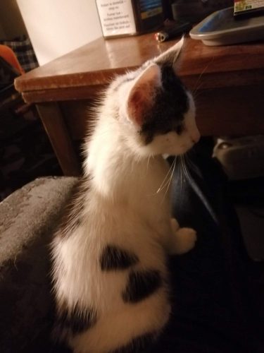 1kitten gezocht