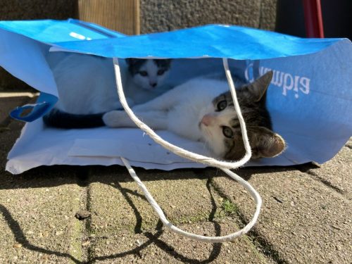 2 schattige kattin zoeken baasjes