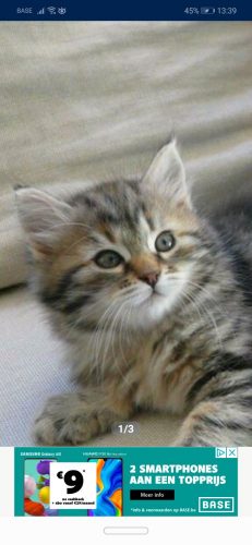 Iemand een kitten beschikbaar?