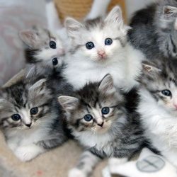 Kitten(s) gezocht