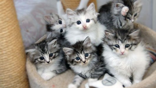 Kitten(s) gezocht