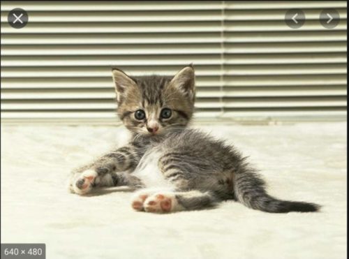 Ik zoek een kitten omstreeks Brugge