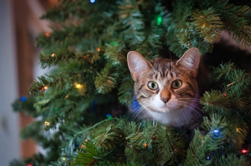 adventskalender katten