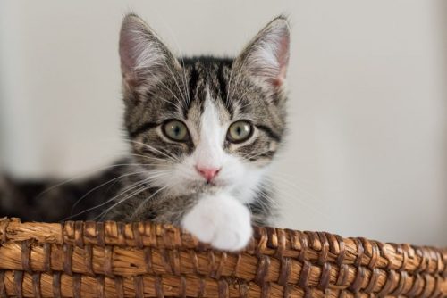 kattin gezocht