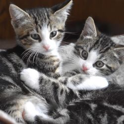 duo-kittens