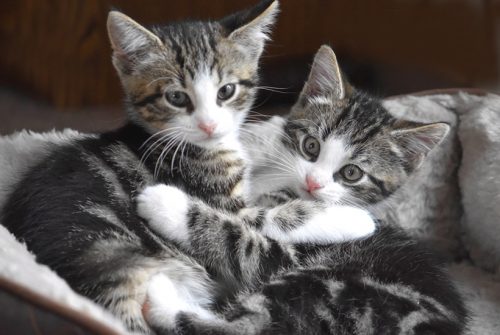 Twee kleine kittens gezocht