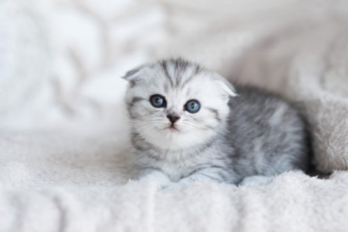 Kitten GEZOCHT, Regio ANTWERPEN