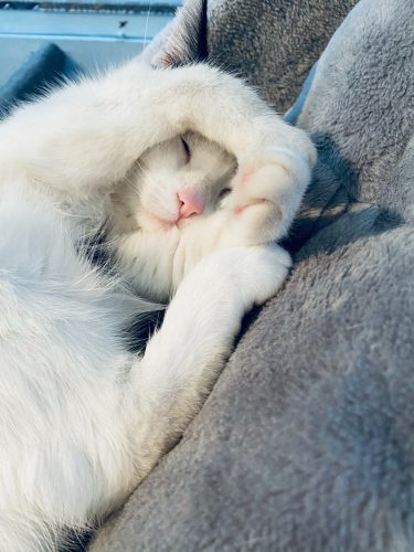 Ik ben opzoek naar kittens