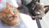 Gratis kittins te geef
