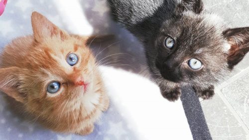 Gratis kittins te geef