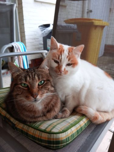 Gezocht: 1 of 2 jonge katjes