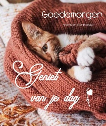 2 klein katjes gezocht