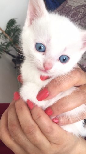 Ik zoek een gratis kittentje