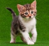 Kitten Gezocht (Limburg)