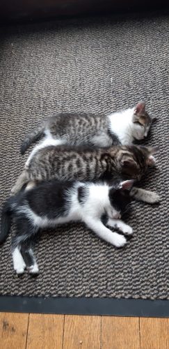 Op zoek naar 2 schatten van katten :)