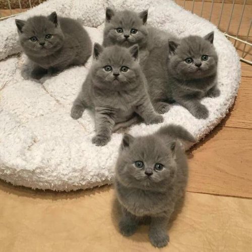 kitten gezocht!