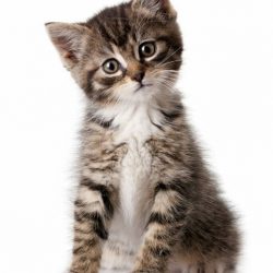 Kitten-Blog-683x1024