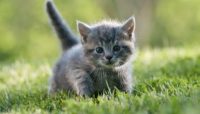 A Kitten or A Junior Cat Wanted