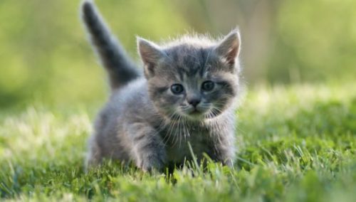 A Kitten or A Junior Cat Wanted