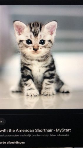 Op zoek naar een kitten