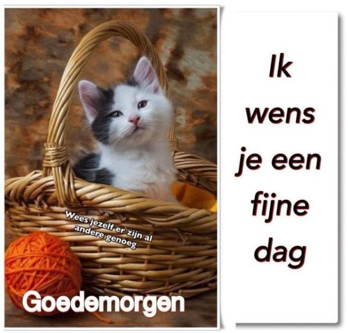 Zoek gratis 2 kittens (katertjes)