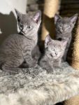 jonge kittens zijn op zoek naar een nieuw huis
