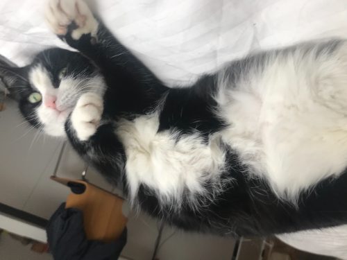 Lieve ex zwerf kat die wij hebben opgevoed mag gratis weg