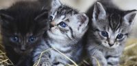 Opzoek naar 2 kittens