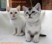 2 kittens zoeken nieuwe thuis