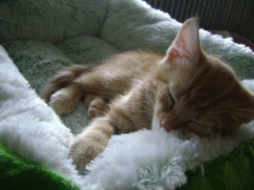 Gezocht Ros katertje (kitten)