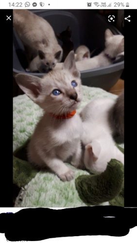 Gezocht kitten