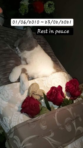 Kitten gezocht