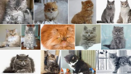 Langharige kitten gezocht