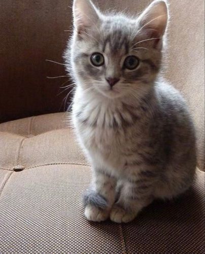 Op zoek naar een kitten!