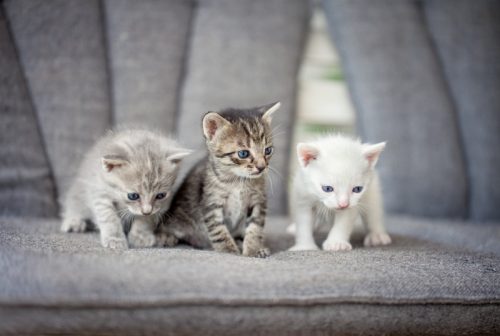 vrouwelijke kittens gezocht!! :)