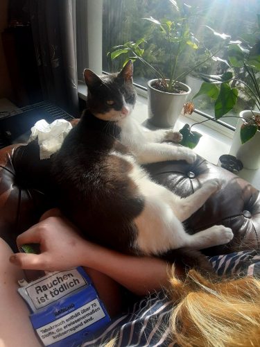 gezocht kittens