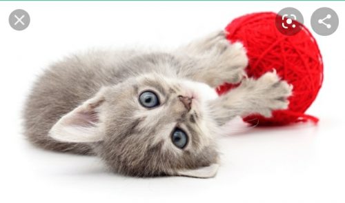 Opzoek naar een kitten