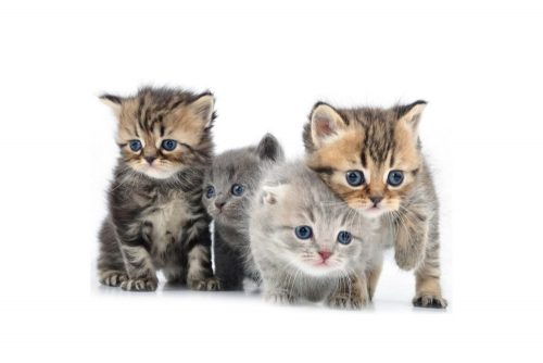 Op zoek naar een kitten